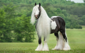 Gypsy Vanner Horse HD Wallpapers 19330
