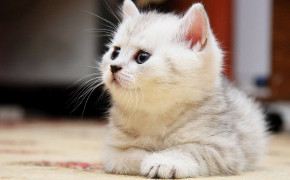 White Cat Background Wallpapers 19581