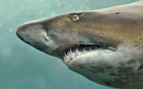 Shark Teeth Background Wallpaper 19481