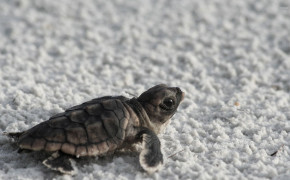 Baby Turtle Background Wallpapers 19115