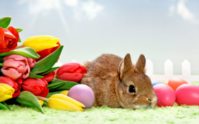 Easter Rabbit Background Wallpapers 19307