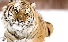 Winter Tiger Background Wallpapers 19608