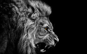 Black And White Lion HD Wallpapers 19165