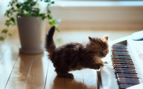 Cat Playing Piano HD Wallpapers 19250