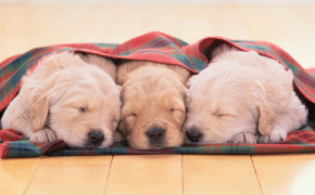 Sleeping Puppies Wallpaper HD 19519