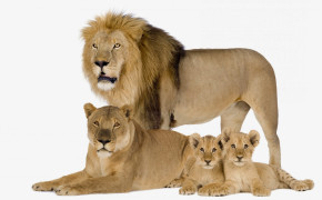 Lion Family HQ Desktop Wallpaper 19421