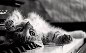 Cat Playing Piano High Definition Wallpaper 19251