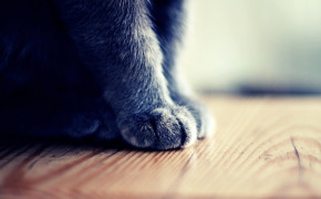 Cat Paws Background Wallpapers 19233