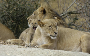 Lion Family HD Wallpapers 19419