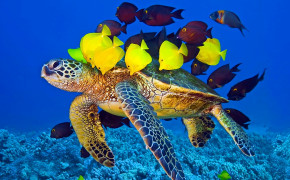 Turtle Swimming HD Wallpapers 19574