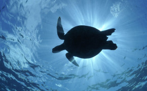 Turtle Background Wallpapers 19556