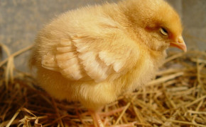 Baby Chicks Background Wallpapers 19102
