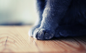 Cat Paws HD Wallpapers 19239