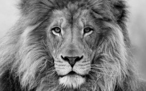 Black And White Lion Background Wallpaper 19160