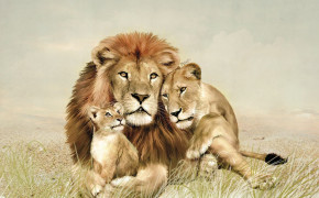 Lion Family High Definition Wallpaper 19420