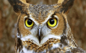 Boreal Owl Wallpaper HD 19840