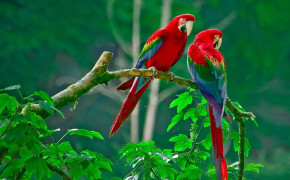 Scarlet Macaw HD Wallpaper 20366