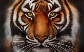Tiger Face HD Desktop Wallpaper 20546