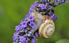 Snail Flower HD Wallpaper 20394