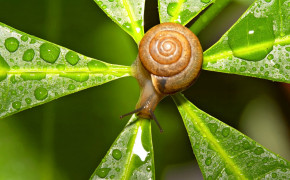 Snail On Leaf Wallpaper 20423