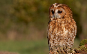 Tawny Owl HD Wallpaper 20508