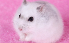 Cute Hamster HD Wallpapers 20006
