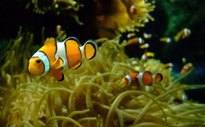 Clownfish Background Wallpapers 19902