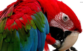 Scarlet Macaw High Definition Wallpaper 20368
