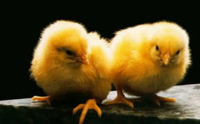 Cute Chicken Background Wallpapers 19976