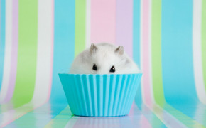 Cute Hamster HD Background Wallpaper 20003