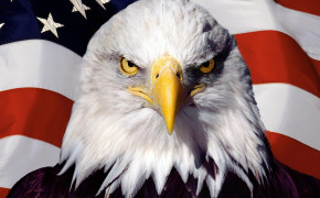 Bald Eagle Background Wallpapers 19752