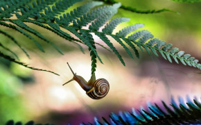 Cute Snail Wallpaper 20036