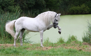 Andalusian Horse Background Wallpaper 19722