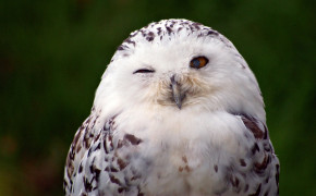 Snowy Owl Background Wallpapers 20426
