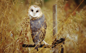 Barn Owl Background Wallpapers 19774