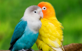 Baby Parrot Background Wallpaper 19739