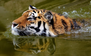 Swimming Tiger Wallpaper HD 20495