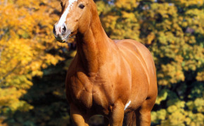 American Quarter Horse Background Wallpapers 19709