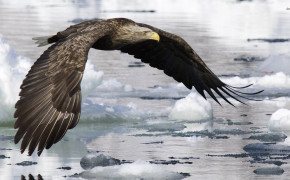 White Tailed Eagle High Definition Wallpaper 20583