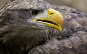 White Tailed Eagle HD Wallpapers 20582