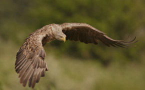 White Tailed Eagle HD Wallpaper 20581