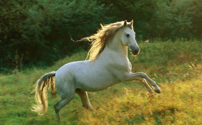 Andalusian Horse Best Wallpaper 19723