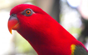 Red Lory Best Wallpaper 20344