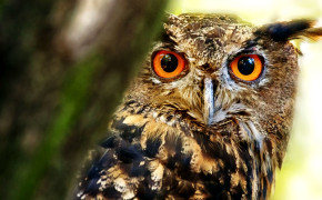 Great Horned Owl HD Background Wallpaper 20128