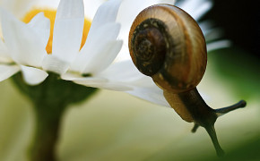 Snail Flower HD Desktop Wallpaper 20393