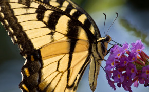 Eastern Tiger Swallowtail Widescreen Wallpapers 20057
