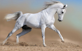 Andalusian Horse HD Wallpapers 19727
