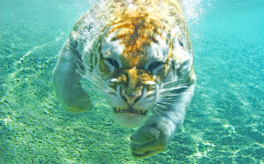 Swimming Tiger Desktop Wallpaper 20487