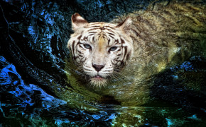 Swimming Tiger Widescreen Wallpapers 20497