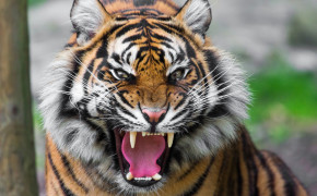 Tiger Face HD Wallpapers 20548
